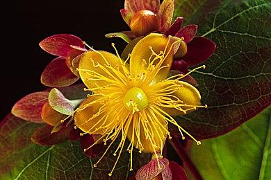 《怪物猎人物语》复刻版PC配置公布 GTX 960畅玩